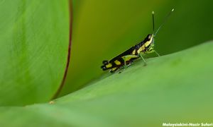 S'pore Food Agency okays certain insects for human consumption