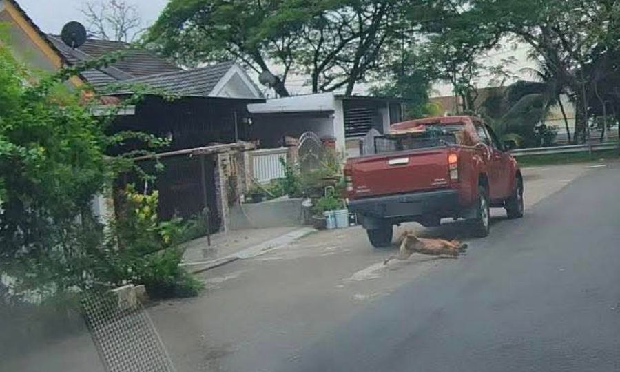NGO urges probe on viral clip, says running over dogs with trucks not animal control