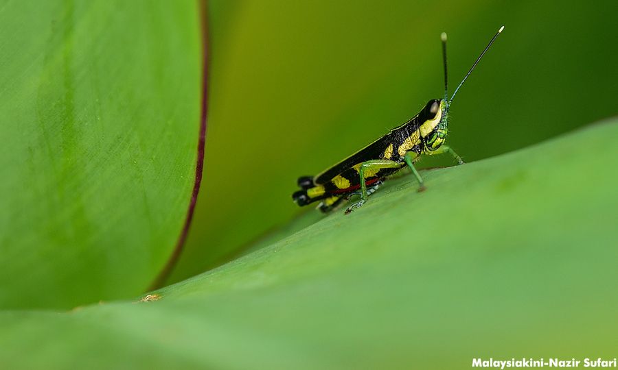 S'pore Food Agency okays certain insects for human consumption