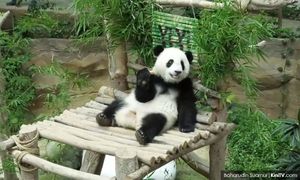 Enhancing Zoo Negara's reputation via 'panda diplomacy'