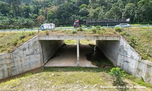 工程部允新建道路和大道，将设野生动物走廊