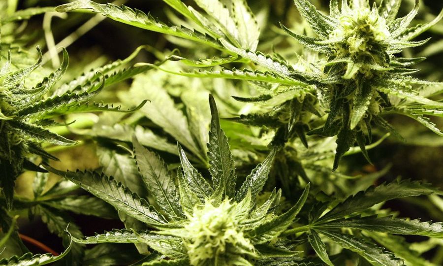 Ganja perubatan perlu kajian mendalam - PM