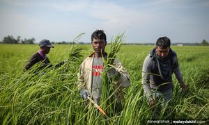 'Petani, pesawah tidak akan terkesan, layak dapat subsidi diesel'