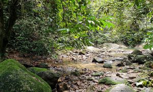 Stop land clearing works at Bukit Lagong, activist tells S'gor govt
