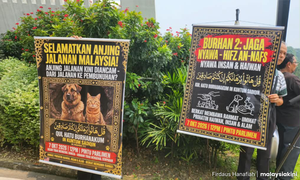 End 'animal genocide': 29 groups demand govt budget RM10m for humane stray management