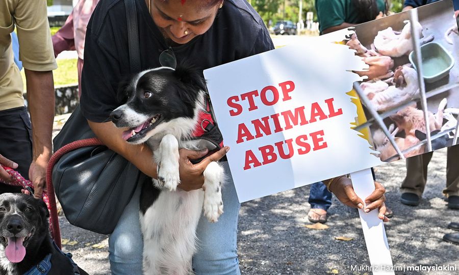 COMMENT | Why are dogs treated differently from cats by local councils?