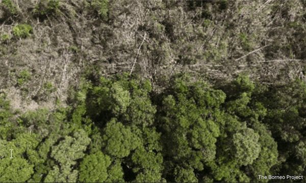 Company denies threatening Long Urun villagers over plantation