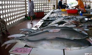 大马去年捕获逾5610公吨鲨鱼，砂拉越最高