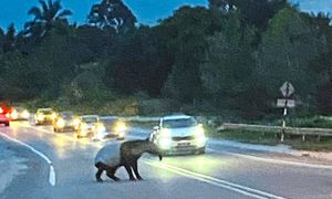 Penunggang motosikal maut terlanggar tapir