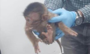 Pengembara kantoi seludup siamang, beruk dalam bagasi dari KL
