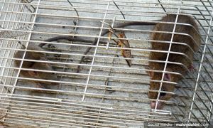 SNAPSHOT | Ulu Bendul Forest Eco Park closes due to rat urine disease; Over 4k people punished for littering
