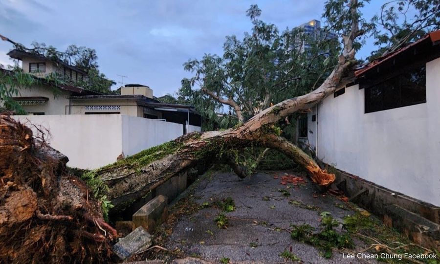 PJ MP confirms council conducting assessment of at-risk trees