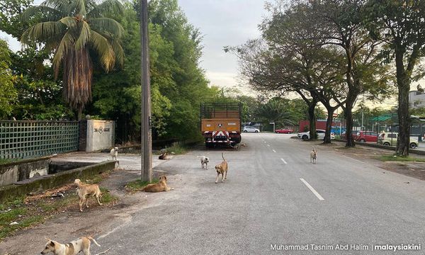 LETTER | CAP urges action against poisoning of stray animals