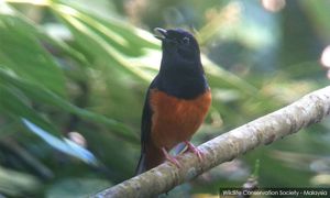 APMM tumpaskan sindiket seludup burung eksotik