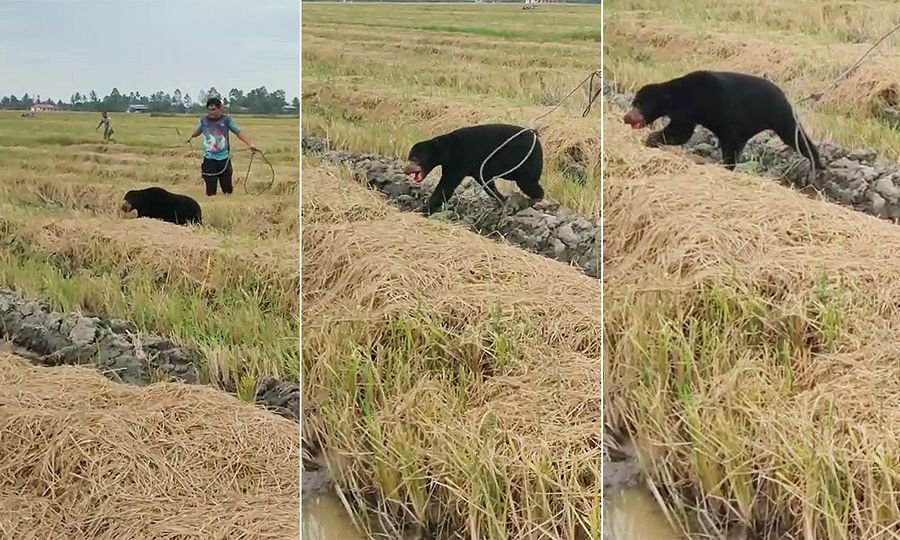 Beruang matahari tersesat di sawah berjaya ditangkap