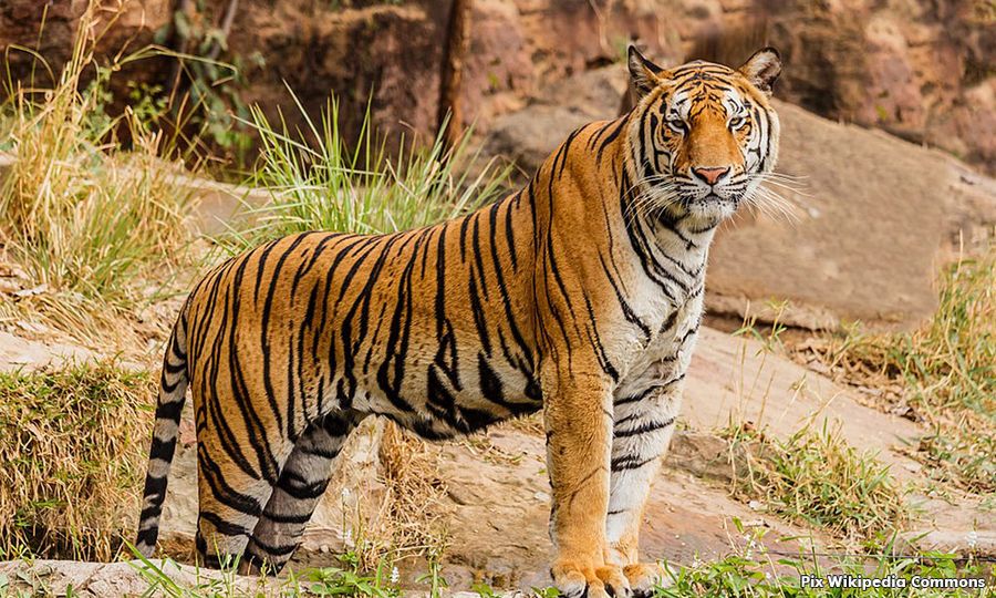 Penemuan tapak kaki harimau risaukan penduduk 