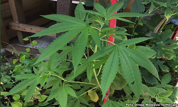 Ex-diplomat, son cleared of drug trafficking, 102 cannabis plants charges