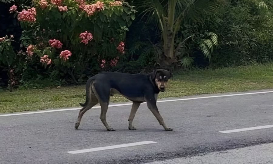 Budak parah diserang anjing liar, k’jaan Johor lancar operasi tangkapan besar-besaran