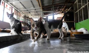 LETTER | Explore humane solutions to stray animal overpopulation
