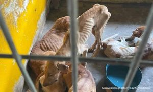 Over 12k complaints on animal abuse, neglect since 2021
