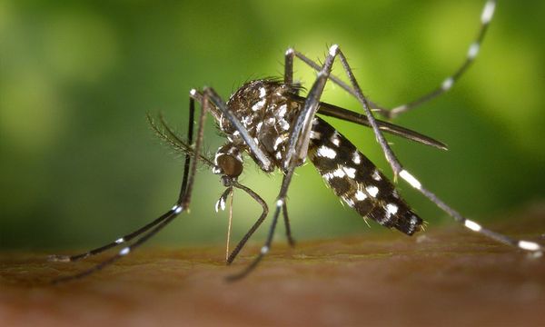 Dengue cases up 3.5pct last week