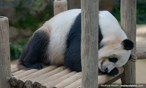 Global wildlife populations have sunk 69pct since 1970 - WWF report