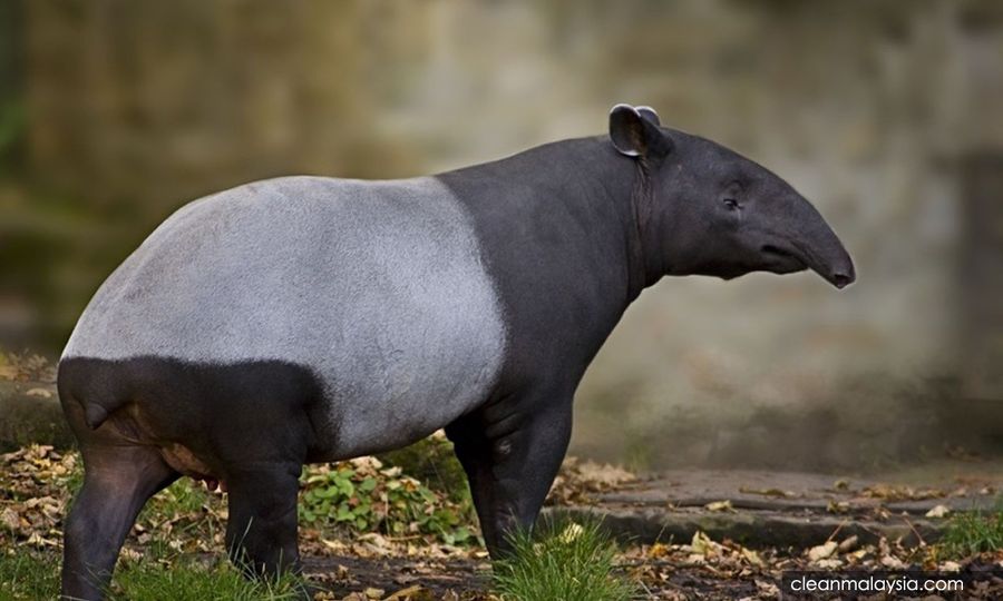 Stray tapir captured in Banda Hilir hotel carpark