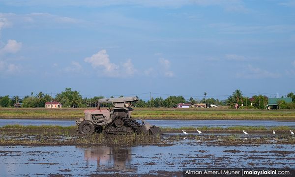 'Cuma 10% pesawah Kedah mula tanam padi - bimbang kos naik, bekalan air'