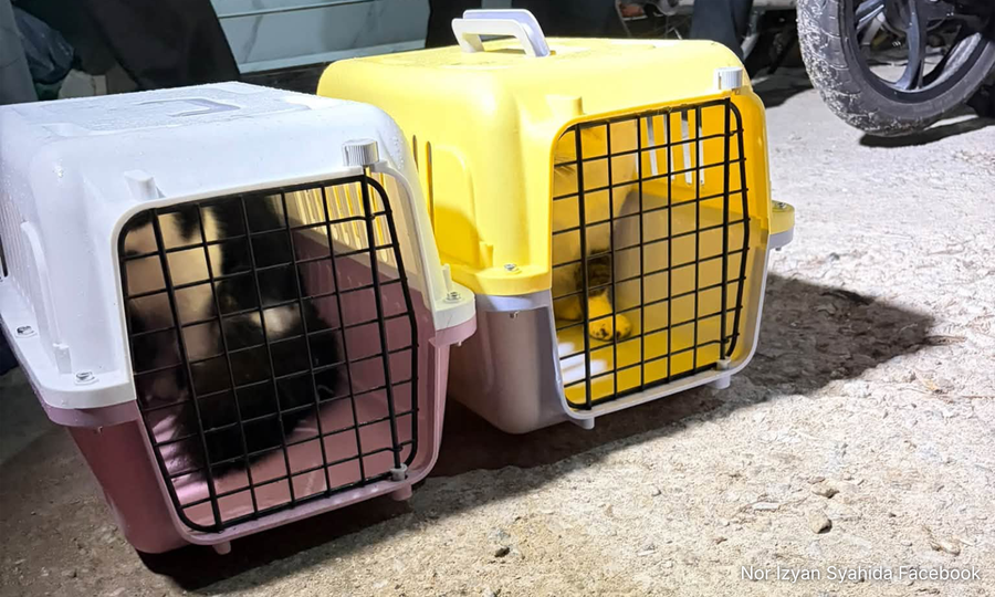 Kucing jadi mangsa kelakuan tidak senonoh, polis panggil veterinar bantu siasatan