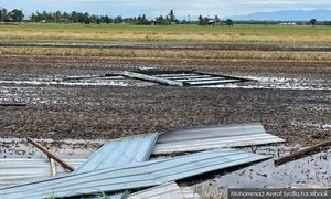 Lebih 200 pesawah rugi padi rosak dilanda ribut