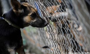 COMMENT | Can we balance love and hatred for dogs?