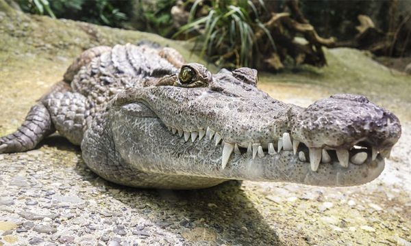 Man attacked by crocodile while taking ablution