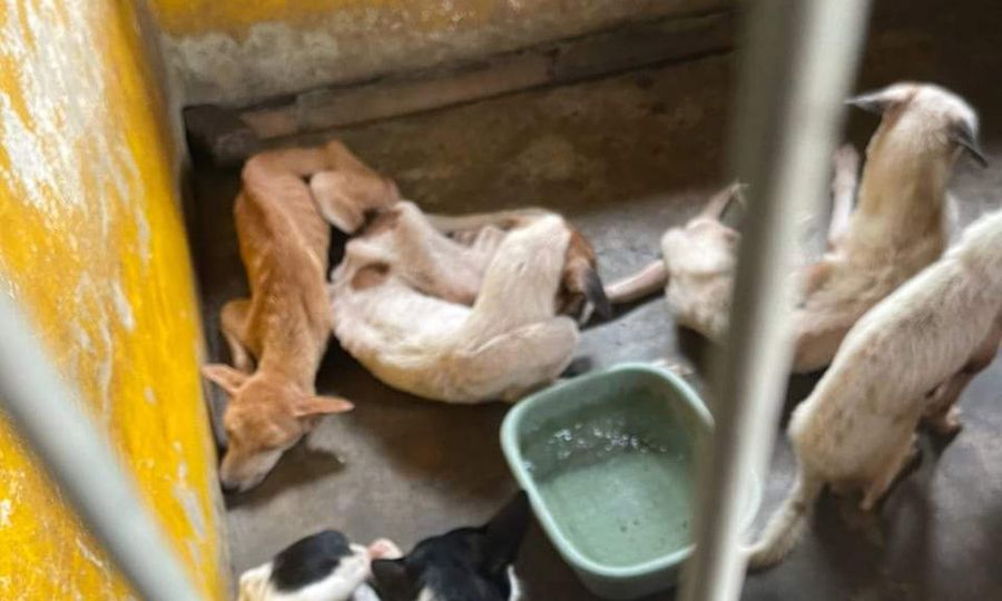S’gor instructs local authorities to review, revise animal pound SOP