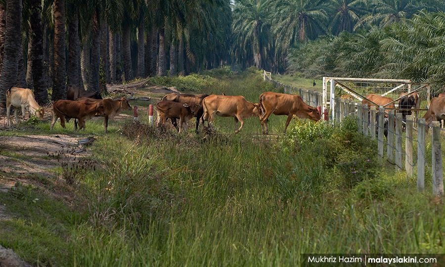 Agro initiative can help people increase income - participants