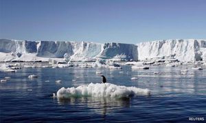 65pct of Antartica's plants, animals may disappear due to climate change
