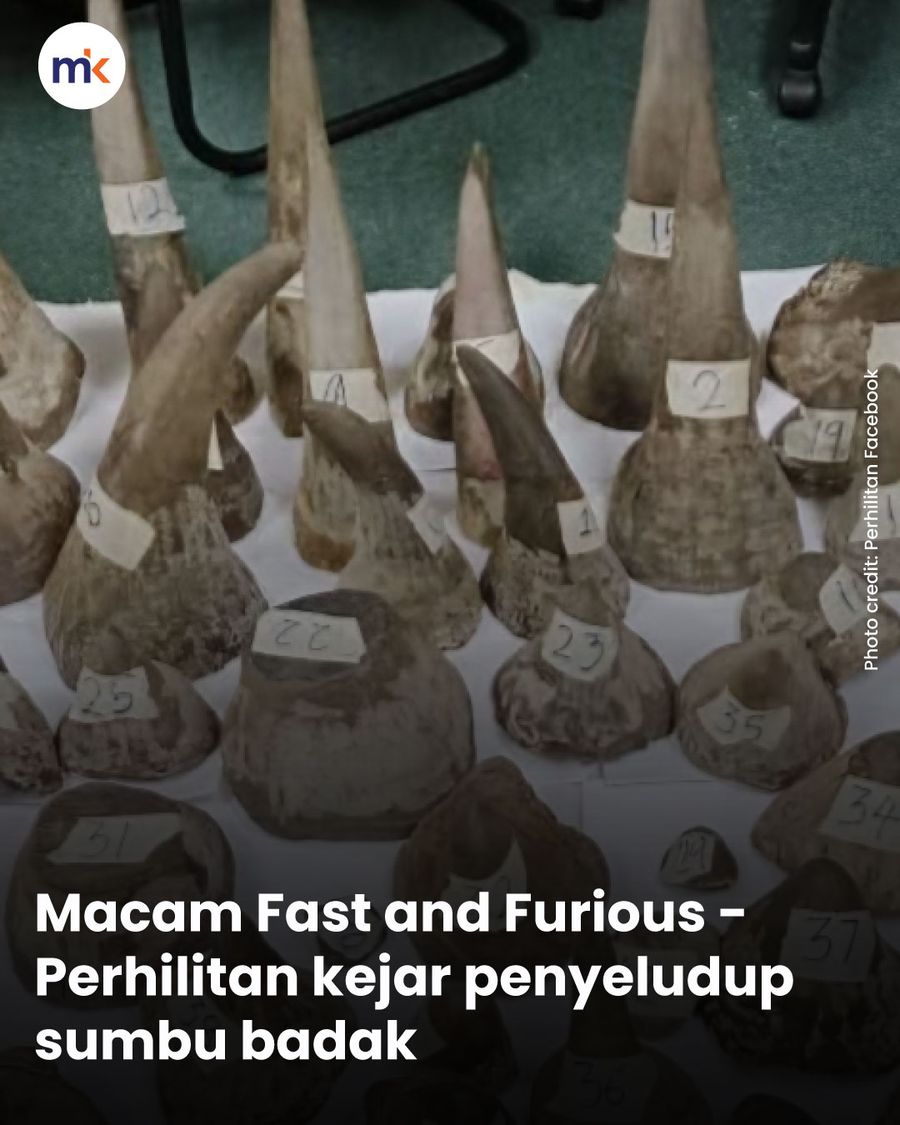 Macam Fast and Furious - Perhilitan kejar penyeludup sumbu badak