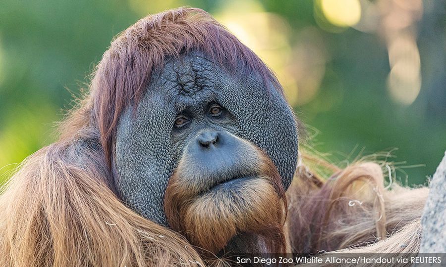 LETTER | Govt-linked plantations main threat to orangutans