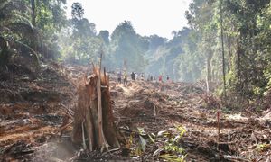 EU urged to let NGOs join anti-deforestation talks