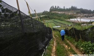 农业领域需移工逾18万，3000人重置计划下注册